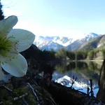 B&B Alpengasthof Schuster