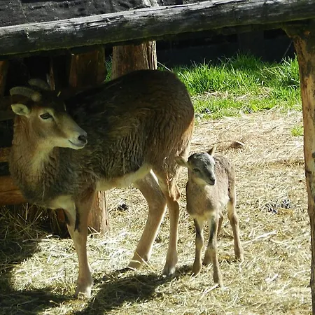 Alpengasthof Schuster