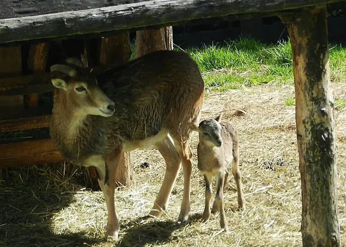 Alpengasthof Schuster