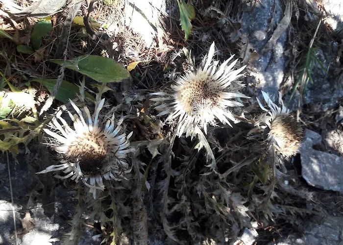 Alpengasthof Schuster 2* Seewiesen