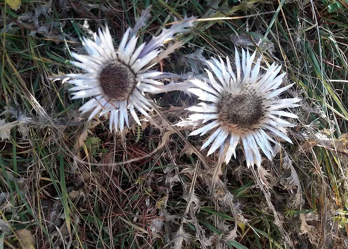 Alpengasthof Schuster فندق مبيت وإفطار